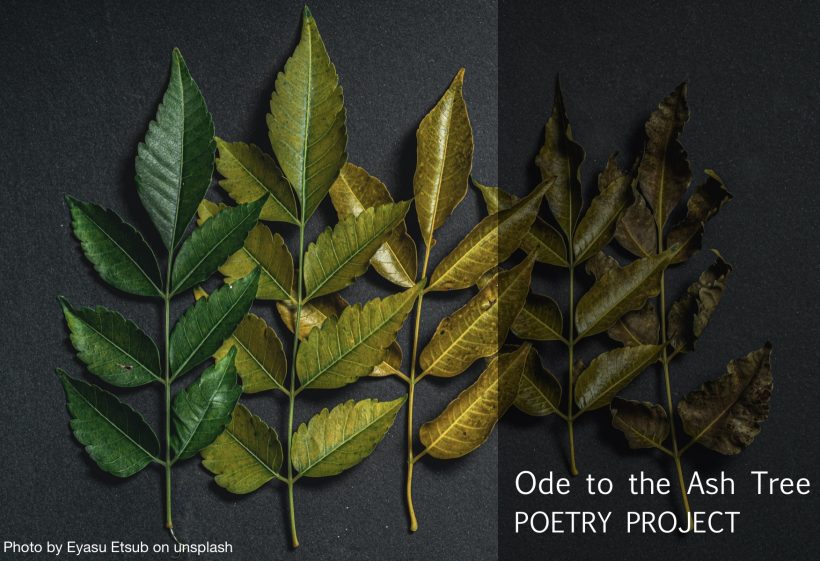Ode to the Ash Tree Poetry Project